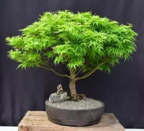 Dwarf Japanese Maple Bonsai Tree (acer palmatum 'sharps pygme')