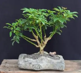 Hawaiian Umbrella Bonsai Tree - In Faux Log Planter (arboricola schefflera 'luseanne')
