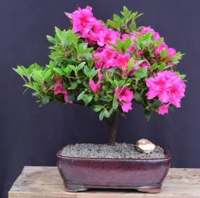 Flowering Pink Rose Azalea Bonsai Tree (Azalea x 'Girard's Rose')