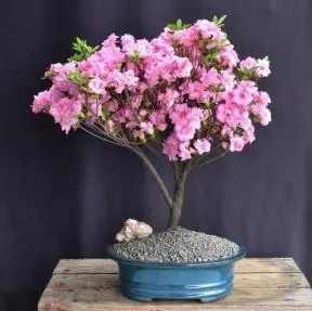 Flowering Rosebud Azalea Bonsai Tree (Rhododendron 'Rosebud')