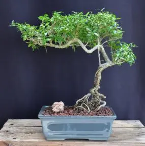 Chinese Flowering White Serissa Bonsai Tree of a Thousand Stars Raised Roots & Semi Cascade Style (serissa japonica)