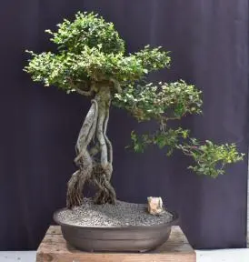 Chinese Elm Bonsai Tree Raised Roots & Semi Cascade Style (ulmus parvifolia)