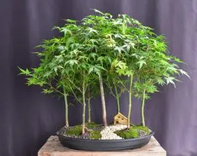 Japanese Green Maple Bonsai Tree Seven Tree Forest Group (acer palmatum)