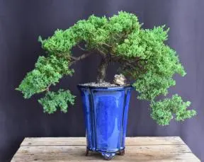 Juniper Bonsai Tree - Double Cascade Style (juniper procumbens nana)