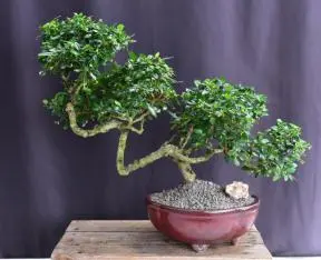 Flowering Fukien Tea Bonsai Tree Semi Cascade Style (ehretia microphylla)