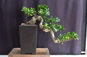 Green Emerald Ficus Bonsai Tree Cascade Style (ficus microcarpa)