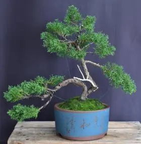Shimpaku Juniper Bonsai Tree Trained in Jin Style (juniper chinensis 'shimpaku')