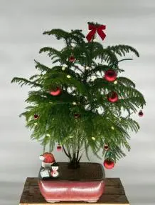 Norfolk Island Pine Bonsai Tree With Holiday Lights & Decorations (araucaria heterophila)