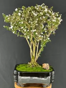 Flowering Snow Rose Serissa Bonsai Tree (serissa foetida)