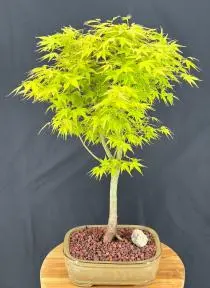 Katsura Japanese Maple Bonsai Tree (Acer palmatum Katsura')