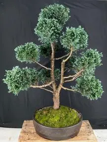 Silver Cypress Bonsai Tree Pom Pom Style (chamecyparis pisifera 'boulevard')