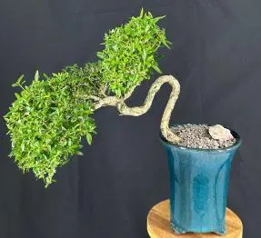 Chinese Flowering White Serissa Bonsai Tree of a Thousand Stars Semi Cascade Style (serissa japonica)