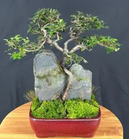 Chinese Elm Bonsai Tree Root Over Rock Style (ulmus parvifolia)