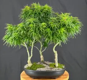 Japanese Green Maple Bonsai Tree Three Tree Forrest Group (acer palmatum 'Mikawa Yatsubusa')