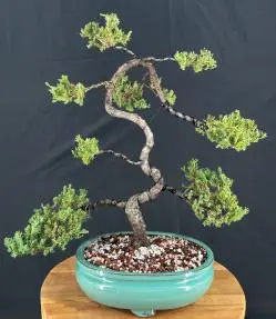 Juniper "Karate Kid" Bonsai Tree (Juniper Procumbens "nana")
