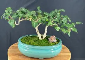 Sweetheart English Ivy Bonsai Tree (Hedera helix 'Sweetheart')