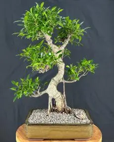 Ficus Retusa Bonsai Tree Curved Trunk & Tired Branching (ficus retusa)
