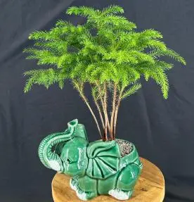 Norfolk Island Pine Bonsai Tree Potted in Artisan Elephant Pot (Araucaria Heterophila)