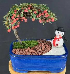 Cotoneaster Bonsai Tree Holiday Landscape Scene (dammeri 'streibs findling')