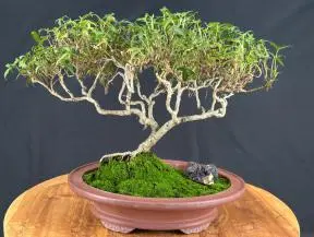 Spetchley English ivy Bonsai Tree (Hedera helix 'Spetchley' Gnome sp)