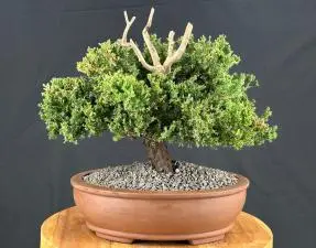 Juniper Bonsai Tree - Trained in Jin Style (juniper procumbens nana)