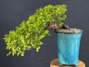 Flowering Sweet Plum Bonsai Tree Semi Cascade Style (sageretia theezans)