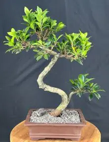 Green Emerald Ficus Bonsai Tree Curved Trunk Style (ficus microcarpa)