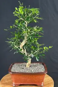 Flowering Orange Jasmine Bonsai Tree Curved Trunk ('murraya paniculata')