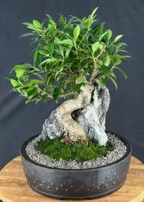 Ficus Retusa Bonsai Tree Root over Rock Style (ficus retusa)