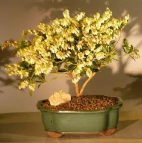 Flowering Andromeda Bonsai Tree - Large (pieris japonica variegata)