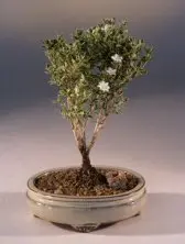 Mount Fuji Serissa - Small (serissa foetida)