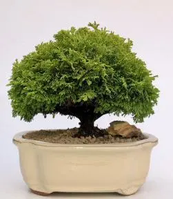 Tsukomo Cypress Bonsai Tree (chamaecyparis pisifera tsukomo)
