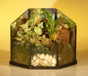 Open Terrarium Indoor Foliage Arrangement