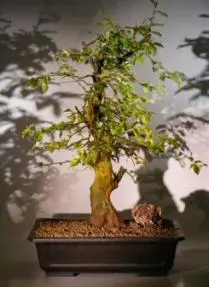 Japanese Flowering Quince Bonsai Tree (chaenomles 'texas scarlet')