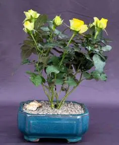 Flowering Yellow Mini Rose Bonsai Tree Tiny Yellow