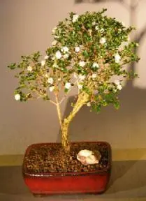 Flowering Snow Rose Serissa Bonsai Tree - Extra Large (serissa foetida)