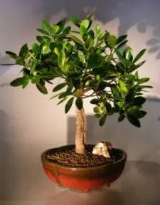 Green Emerald Ficus Bonsai Tree - Banyan Style (Ficus Microcarpa)