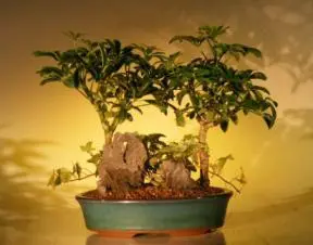 Hawaiian Umbrella Bonsai Tree Stone Landscape - Double Planting with Ivy (arboricola schefflera)