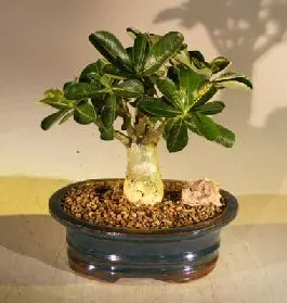 Flowering Desert Rose Bonsai Tree - Medium (Adenium Obesum)