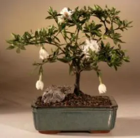 Flowering Gardenia Bonsai Tree - Medium (gardenia jasminoides)