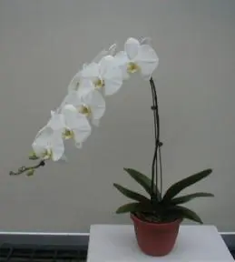 White Orchid Select White Phalaenopsis