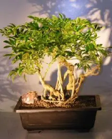 Hawaiian Umbrella Bonsai Tree - Banyan Style (arboricola 'schefflera')