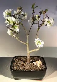 Japanese Flowering Quince Bonsai Tree (chaenomles 'toyo-nishiki')