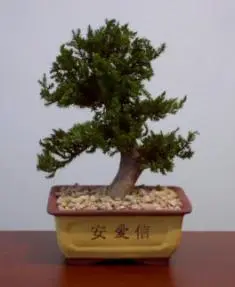 Preserved Juniper Bonsai Tree - Upright Style Potted in Chinese Bonsai Container (Preserved - Not a living tree)
