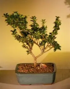 Dwarf Japanese Holly Bonsai Tree (ilex crenata 'green dragon')