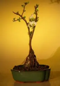 Japanese Flowering Quince Bonsai Tree - Root Over Rock (chaenomles 'toyo-nishiki')