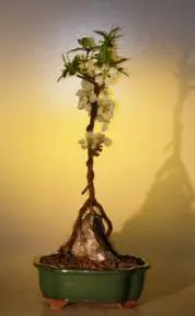 Japanese Flowering Quince Bonsai Tree - Root Over Rock Style (chaenomles 'toyo-nishiki')