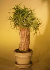 Flowering Ionantha Bonsai Tree Air Plant (epiphytic)