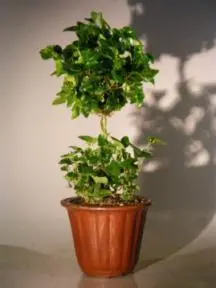 Flowering Bonsai Ivy Topiary (hedera helix)