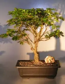 Flowering Dwarf Pink Powderpuff Bonsai (calliandra schultzei 'rose cascade')